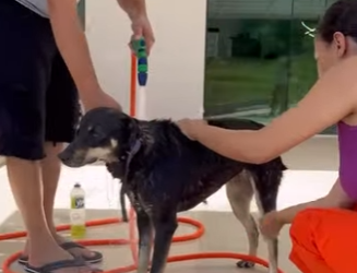 D0400013 Os doginhos de rua ganharam um banho, nesse calor part2 part2