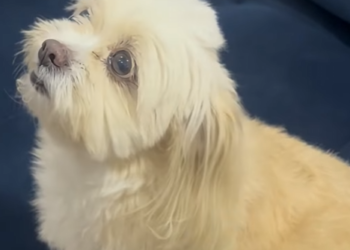 D1800009 cunhada comeu toda comida do marido da irmã no final acon… (1) part2