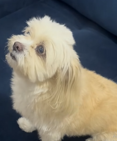 D1800009 cunhada comeu toda comida do marido da irmã no final acon… (1) part2